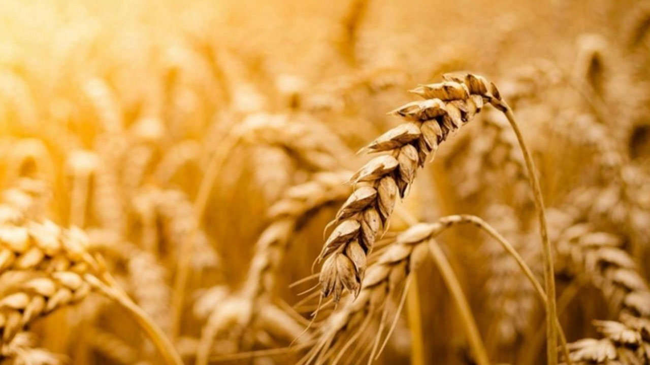 Foto - Rusya OHAL ilan etti: Türkiye'ye artık satmayabilirler