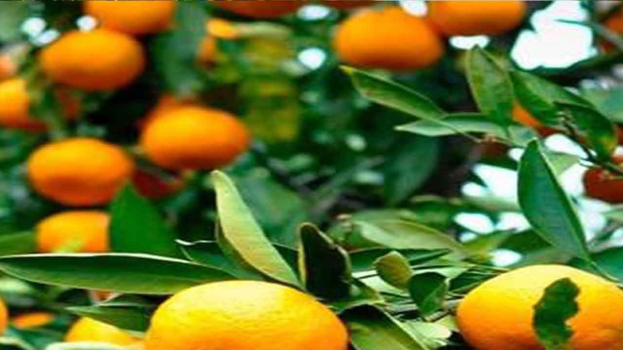 Foto - Rusya Türkiye'deki o ürüne hücum etti: 100 kat fazla alım yaptılar
