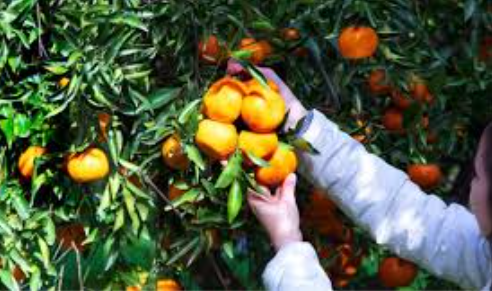 Foto - Rusya, Türkiye'den gelen 153 ton mandalina ve 106 ton portakalı ülkeye sokmadı! Sebebi tüm Türkiye'yi tedirgin etti