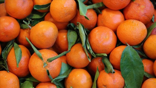 Foto - Rusya, Türkiye'den gelen 153 ton mandalina ve 106 ton portakalı ülkeye sokmadı! Sebebi tüm Türkiye'yi tedirgin etti