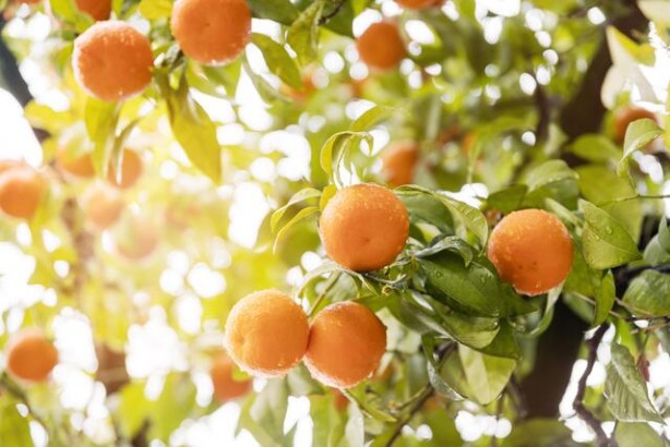 Foto - Rusya, Türkiye'den gelen 153 ton mandalina ve 106 ton portakalı ülkeye sokmadı! Sebebi tüm Türkiye'yi tedirgin etti