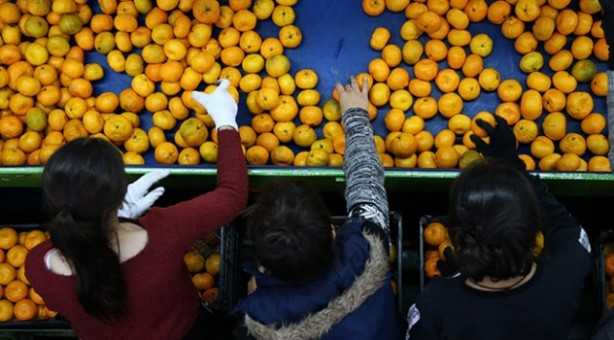 Foto - Rusya, Türkiye'den gelen 153 ton mandalina ve 106 ton portakalı ülkeye sokmadı! Sebebi tüm Türkiye'yi tedirgin etti