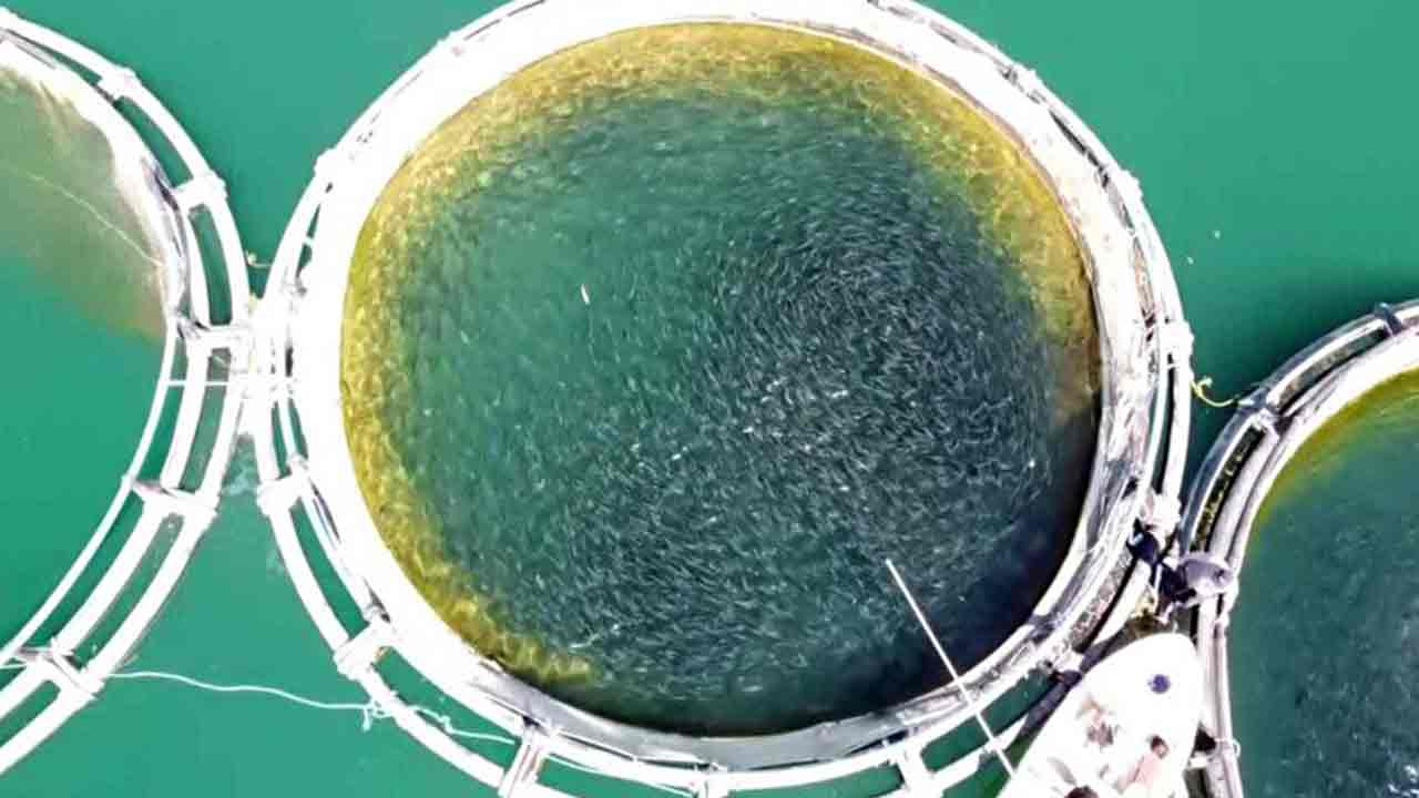 Rusya ve Japonya gözünü Yozgat'a dikti! 'Hemen gönderin hepsini istiyoruz' diyorlar