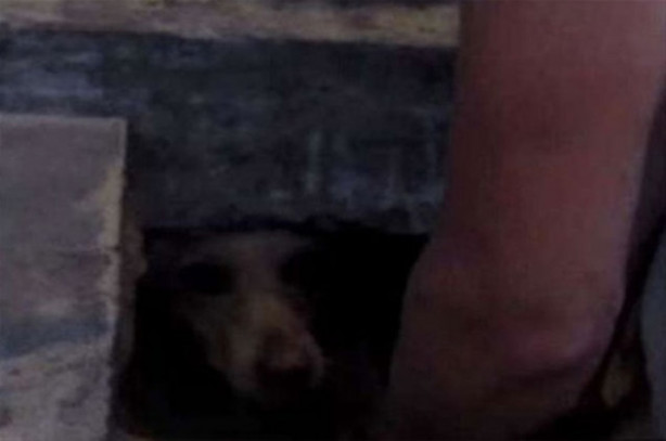 Foto - Rusya'da akılalmaz olay!