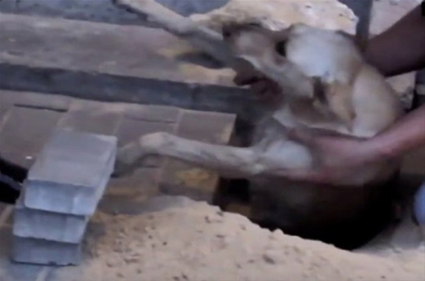 Foto - Rusya'da akılalmaz olay!