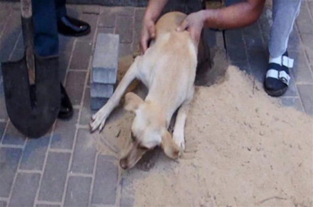 Foto - Rusya'da akılalmaz olay!