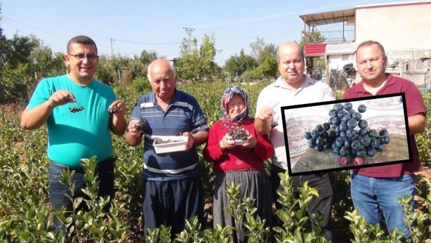 Rusya'da reçete ile satılıyor, Türkiye'de ise sadece o ilde üretiliyor! "Süper meyve" diyorlar! Manav fiyatı tamı tamına 400 TL