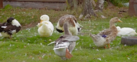 Foto - Rusya’da şok etkisi yaptı! Putin’in partisinin adayını ezdi geçti, bunu yapan temizlik görevlisi