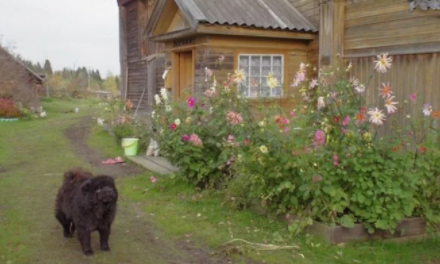 Foto - Rusya’da şok etkisi yaptı! Putin’in partisinin adayını ezdi geçti, bunu yapan temizlik görevlisi