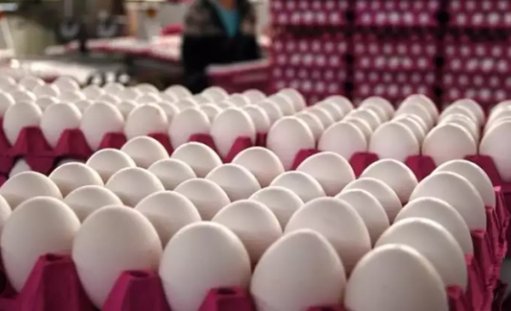 Foto - Rusya'da Türk yumurtaları isyan çıkarttı! Putin seçimler yaklaşırken acil olarak Türkiye'nin kapısını çaldı