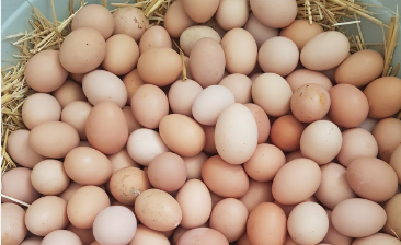 Foto - Rusya'da Türk yumurtaları isyan çıkarttı! Putin seçimler yaklaşırken acil olarak Türkiye'nin kapısını çaldı