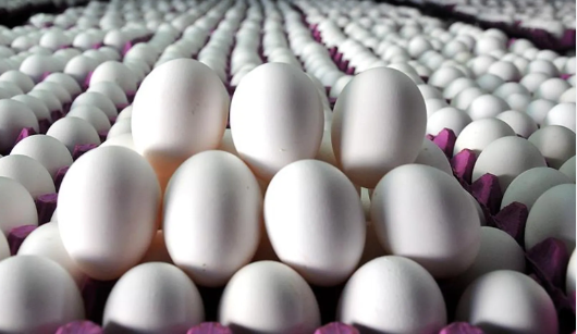 Rusya'da Türk yumurtası isyanı! Marketler tepki göstermeye başladı