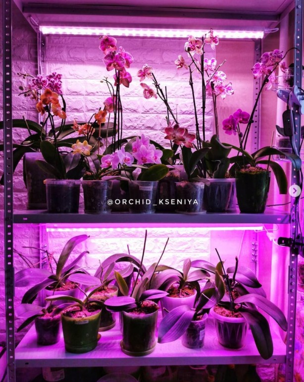 Foto - Rusya'daki pembe ışıklı dairelerin sırrı çözüldü