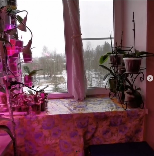 Foto - Rusya'daki pembe ışıklı dairelerin sırrı çözüldü