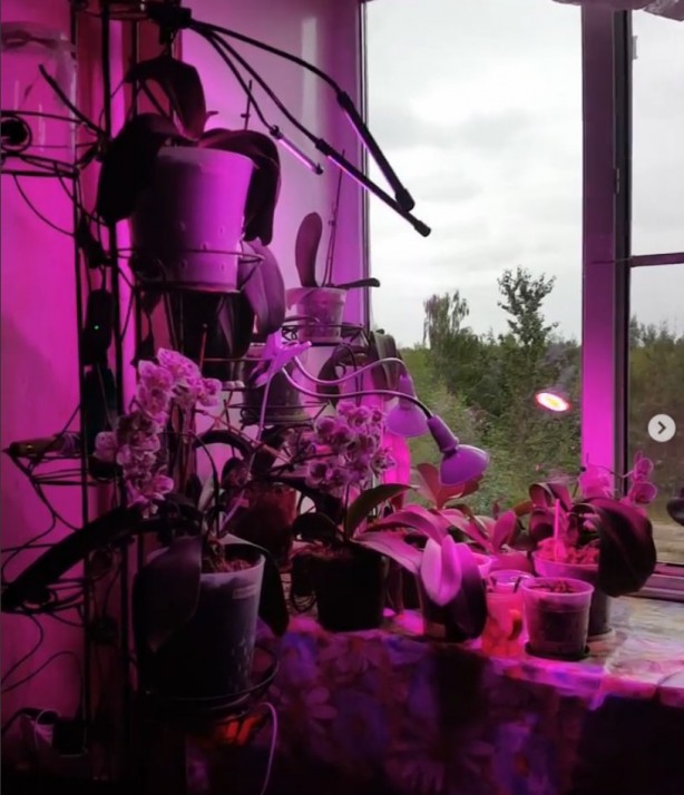 Foto - Rusya'daki pembe ışıklı dairelerin sırrı çözüldü