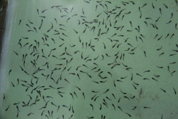 Foto - Rusya'dan getirildi... Türkiye'de üretilecek!