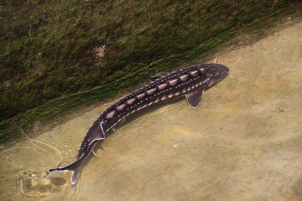 Foto - Rusya'dan getirildi... Türkiye'de üretilecek!