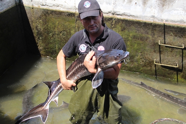 Foto - Rusya'dan getirildi... Türkiye'de üretilecek!