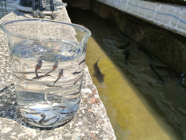 Foto - Rusya'dan getirildi... Türkiye'de üretilecek!