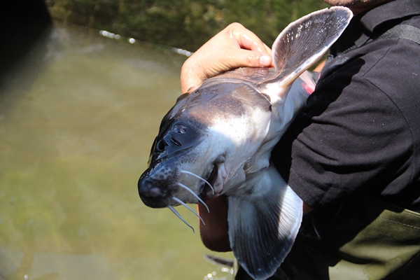 Foto - Rusya'dan getirildi... Türkiye'de üretilecek!