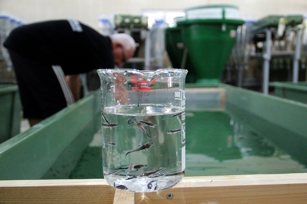 Foto - Rusya'dan getirildi... Türkiye'de üretilecek!