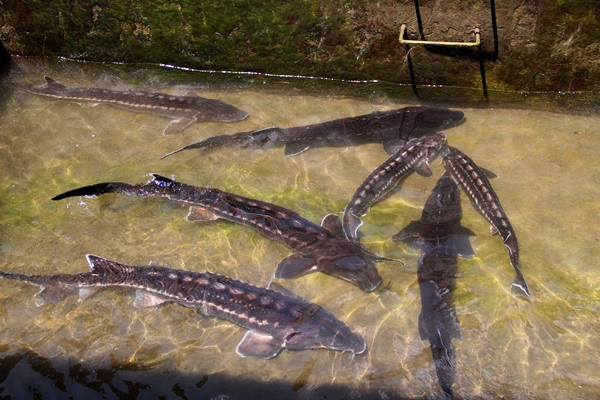 Foto - Rusya'dan getirildi... Türkiye'de üretilecek!