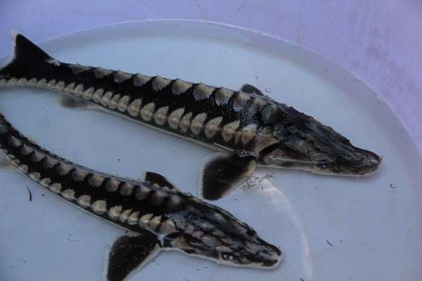 Foto - Rusya'dan getirildi... Türkiye'de üretilecek!