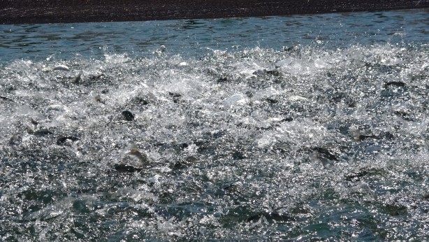 Foto - Rusya’dan Japonya’ya kadar gönderiliyor Denizi olmayan şehirden müthiş başarı