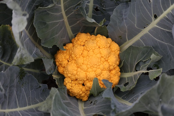 Foto - Rusya’ya binlerce adet gönderiliyor! Bu renkli sebzeyi tanıyabildiniz mi? 