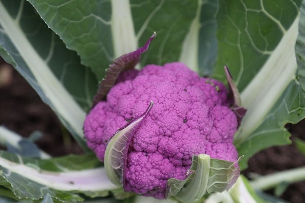 Rusya’ya binlerce adet gönderiliyor! Bu renkli sebzeyi tanıyabildiniz mi? 