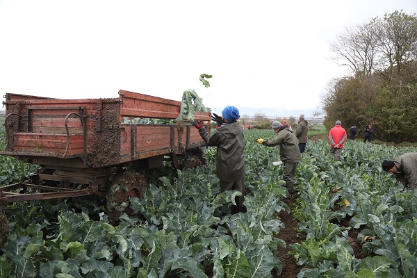 Foto - Rusya’ya binlerce adet gönderiliyor! Bu renkli sebzeyi tanıyabildiniz mi? 