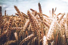 Foto - Rusya'yı sarsacak gelişme! Şok içerisinde duyurdular: Türkiye satın almayı durduruyor