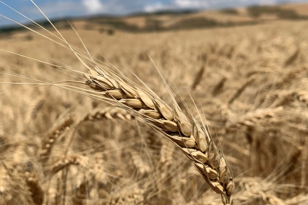 Foto - Rusya'yı sarsacak gelişme! Şok içerisinde duyurdular: Türkiye satın almayı durduruyor