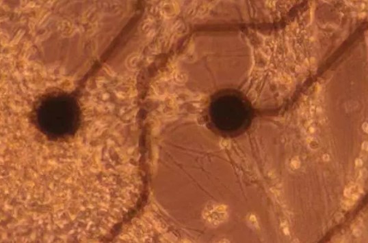 Foto - Rüya değil gerçek! İnsan beyninden bilgisayar ürettiler! 