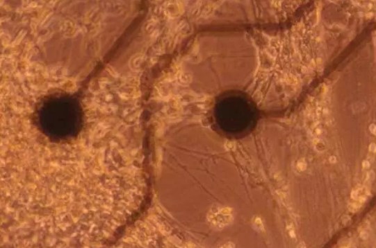 Foto - Rüya değil gerçek! İnsan beyninden bilgisayar ürettiler! 