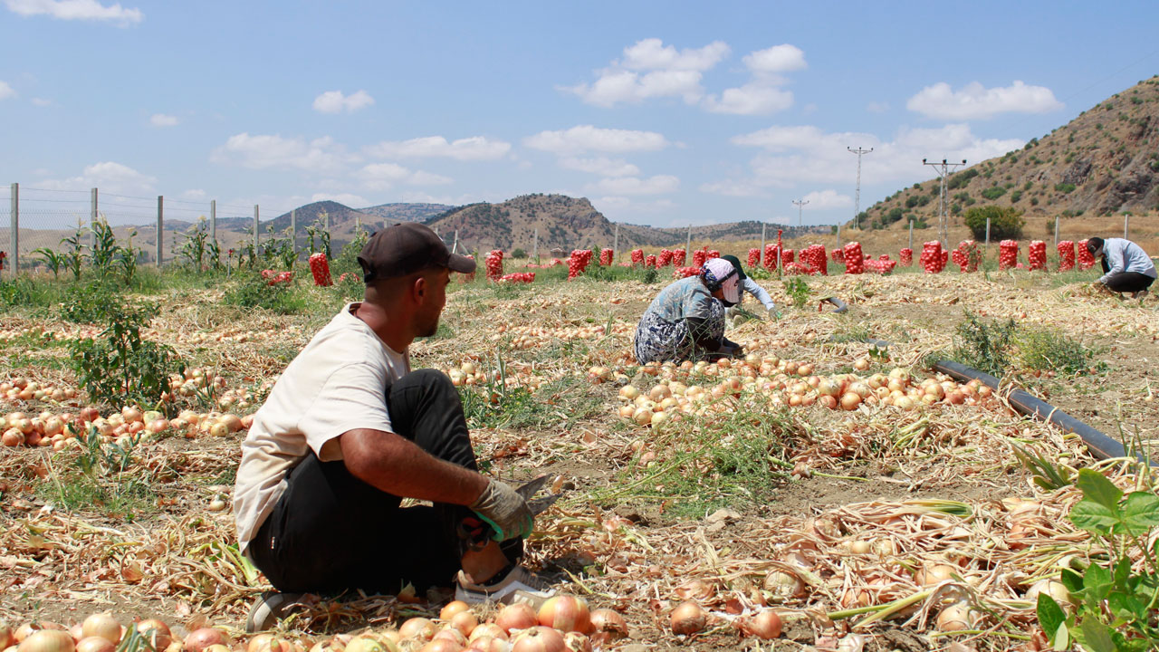 Foto - Sabah gün doğmadan başladı! 35 derecede alın teri