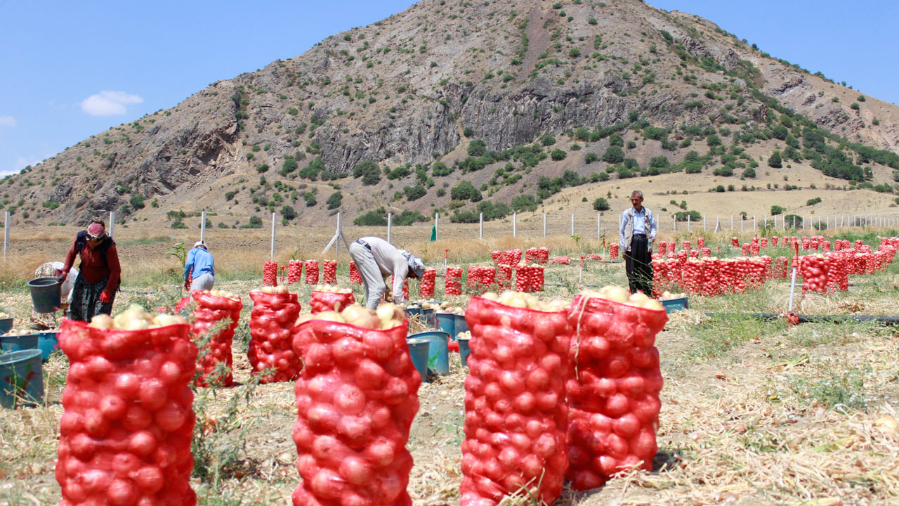 Foto - Sabah gün doğmadan başladı! 35 derecede alın teri