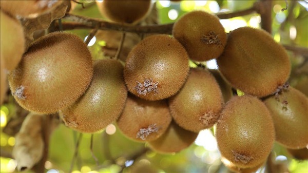 Foto - Sabah ve akşam yiyince bakın ne oluyormuş! Canan Karatay süper meyveyi açıkladı