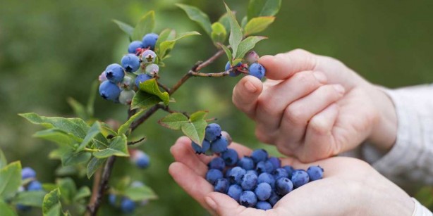 Foto - "Sabah yediğimi bile unutuyorum" diyenler, bu haber sizin için! Bu şey, unutkanlıkla savaşta bire bir! Artık avuç avuç götüreceksiniz