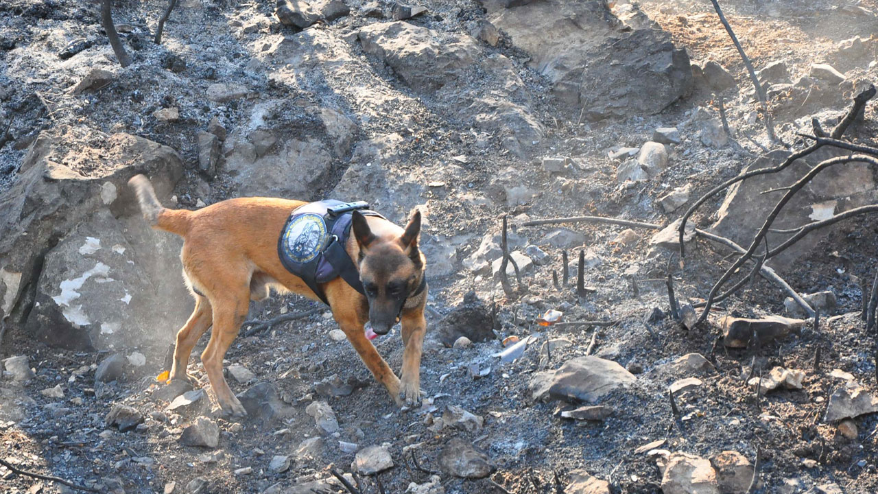 Foto - Sabotaj tespiti artık ona emanet! Yangınların izini 'Ateş' sürüyor