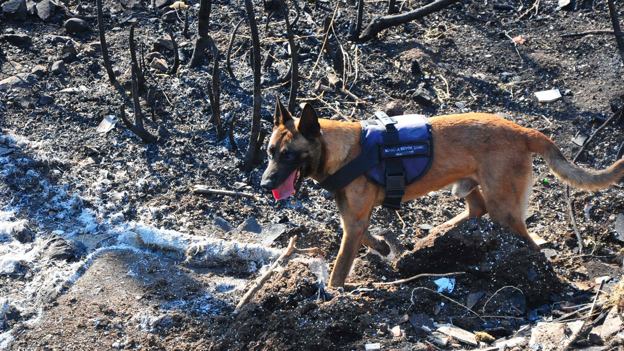 Foto - Sabotaj tespiti artık ona emanet! Yangınların izini 'Ateş' sürüyor