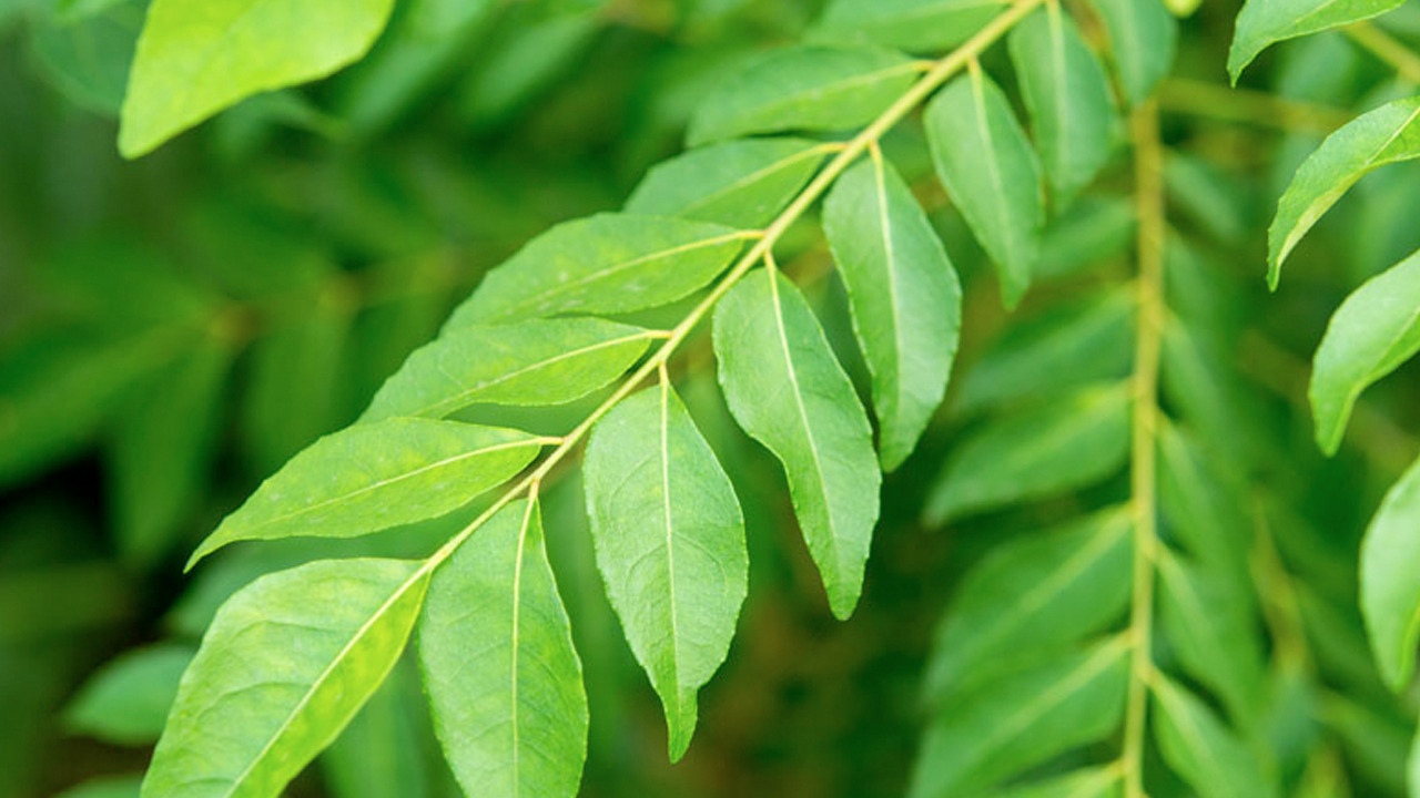 Saç beyazlamasına kesin çözüm: Beyaz saça geçit yok! Saniyesinde etki ediyor! Daha önce hiç duydunuz mu?
