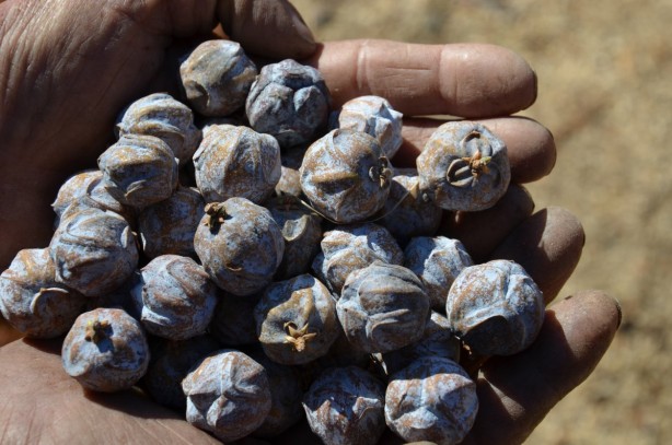 Foto - Saç dökülmeleri başınıza dert açmasın! Bunu yapanın saçları daha gür çıkıyor
