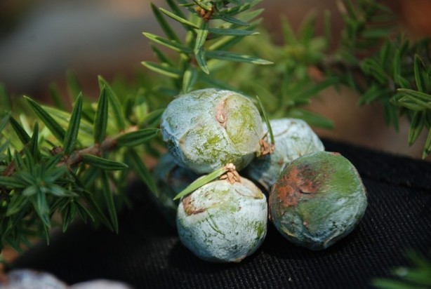 Foto - Saç dökülmeleri başınıza dert açmasın! Bunu yapanın saçları daha gür çıkıyor