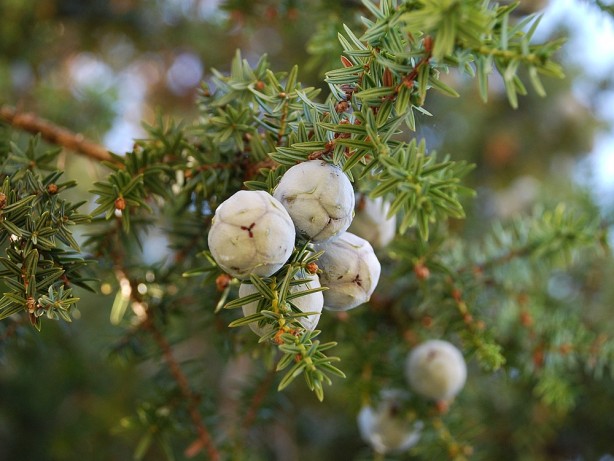 Foto - Saç dökülmeleri başınıza dert açmasın! Bunu yapanın saçları daha gür çıkıyor
