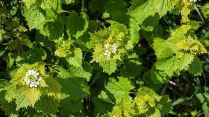 Foto - Saç dökülmesi: Sürdüğünüz yerden 1 gecede saç fışkırtıyor! Her şey tersine dönecek dökülen saçlar yeniden fışkırıyor