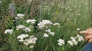 Foto - Saç dökülmesine bitkisel çözüm! Bunları yapın: Saç fışkırtıyor! Saç derisi bariyerini onaran yöntem!