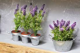 Foto - Saç dökülmesine evde doğal ve bitkisel çözüm: Saçı kökünden çoşturan lavanta suyu bakın ne işe yarıyor!