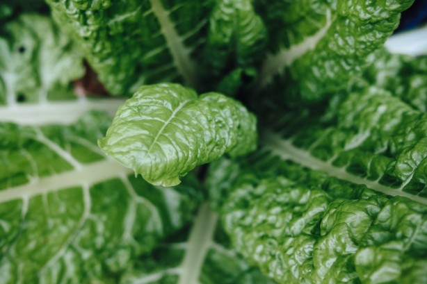 Foto - Saç dökülmesini engelleyen besinler