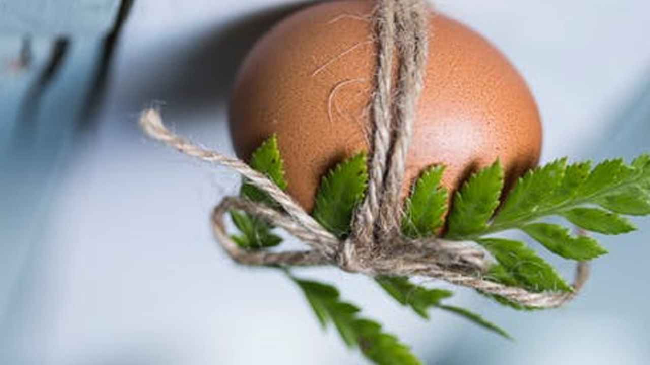 Saç maskesi: Sağlıklı saçlar için 5 yumurtalı maske!